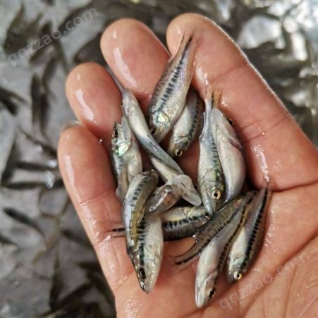 敦皇水产基地直供加州鲈鱼苗 鲜活抗病力强 可以免费支持养殖技术